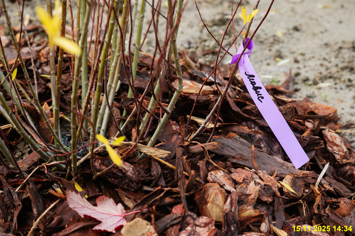 15 ноября 2025