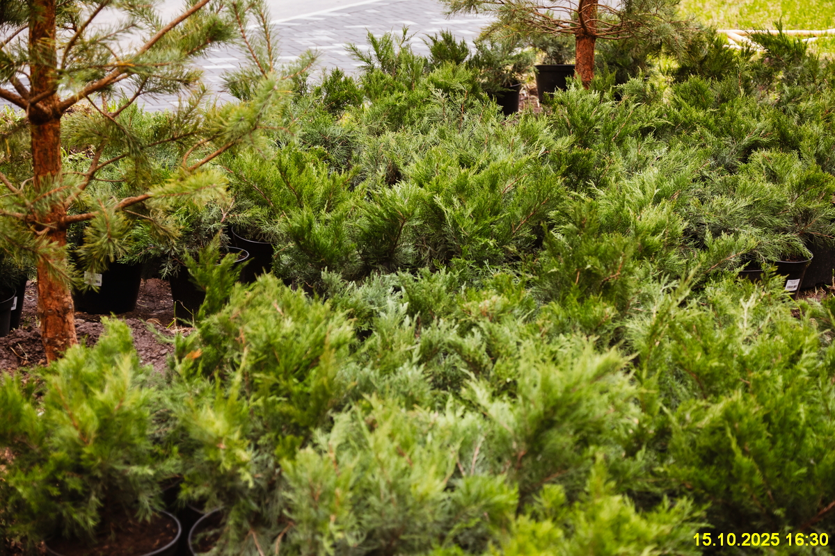 15 октября 2025